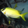 Siganus Puellus : 10 à 12 cm